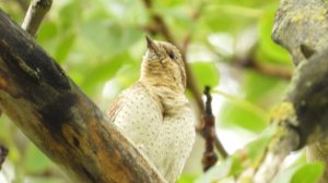 Голоса птиц, Вертишейка, наблюдение птиц в Великом Новгороде, 8 июня 2025