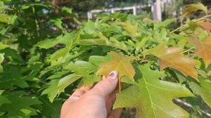 Удобряю все подряд. Прогулка перед поездкой. Не хочу на курорты))))