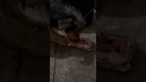 Кушаем во дворе