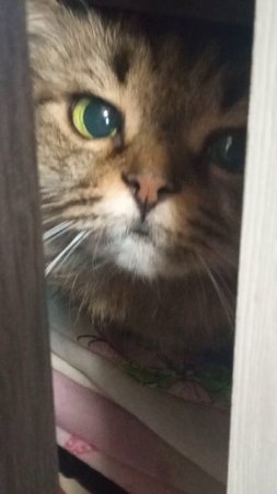 Найди кошку