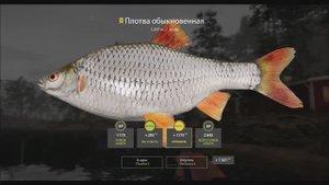 Плотва трофей 1 кг 257 грамм, озеро Куори, игра Русская рыбалка 4