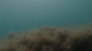 Зубарик / Подводная охота