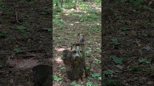 Бельчонок выбирает орех в кормушке. Для него и фундук большой