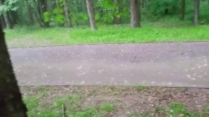 циклопический град с перепелиное яйцо