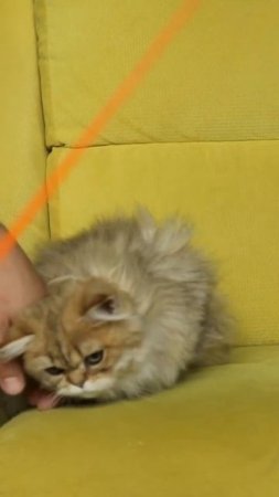Милоты вам в ленту ☺️



Самые ласковые британские котята в драгоценном золотом окрасе @minilion.ru