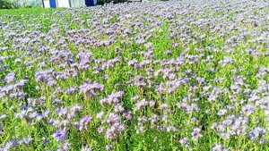 Фацелия медонос