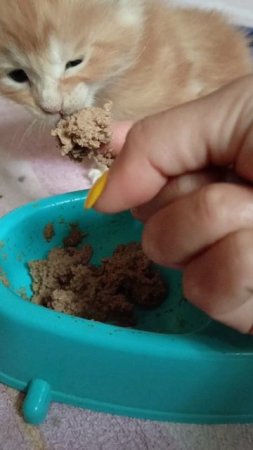 Из мисочки есть не интересно 😅 Котята Мейн Кун