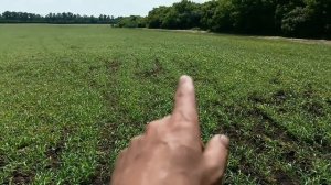 Суданская трава кинельская