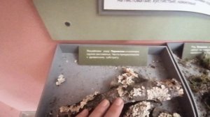 Тверской государственный объединенный музей, Тверской краеведческий музей, Тверь