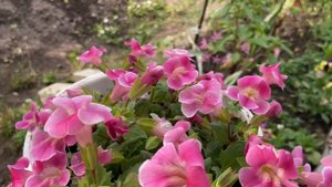 Мимулюс цветет 08 июня 2025