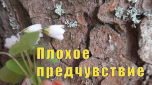 Я ТО ПРОСТИЛА - НО /МОЕ БУДЕТ МОИМ /ПЛОХОЕ ПРЕДЧУВСТВИЕ  /21 мая 2025