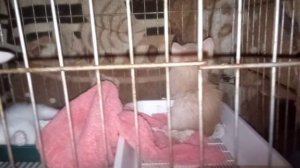 Переключимся на историю котят из травы. 
Растут. Потешные такие.