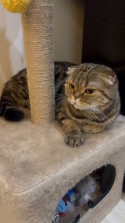 Сладкая шотландская вислоухая кошка 🐱