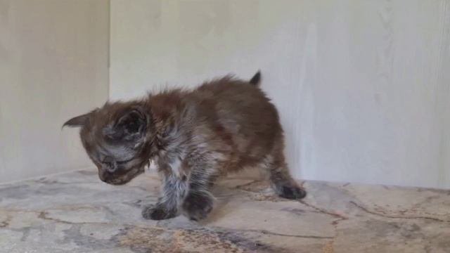 Котята Мейн кун 1 мес