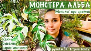 Монстера Альба. Монолог про вариегатность монстеры.