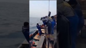 «Лебедка не идет дальше! Вот это камбала!»