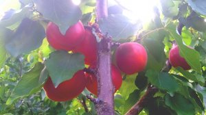 Абрикос Рубиста, Астрахань 07.06.2025г.