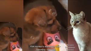 НОВЫЙ ЧЛЕН СЕМЬИ - МАЛЫШ ПАЦАН 🐶