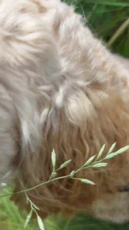 Спарки на природе 🍃🍃🐶🌞☀️