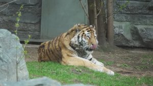 Амурский тигр Максимус и тигрица Уссури вышли на ужин.