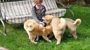 Щенки Акита Ину  длиннички 3,5 месяца