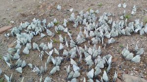 Нашествие бабочек на Урале, июнь 2025