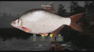 Густера, трофейная рыба 861 грамм, озеро Куори, игра Русская рыбалка 4