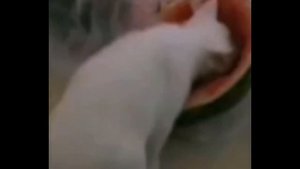 появился значит в зоне чёрный сталкер, но кот говорит ?