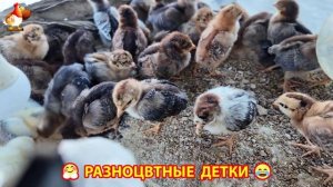 Цыплята и утята милые пушистики растут на радость хозяину (30)