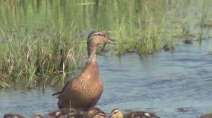 Утятки Подрастают!