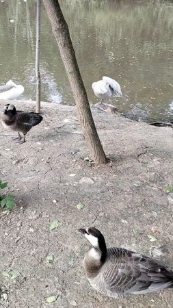 зоопарк