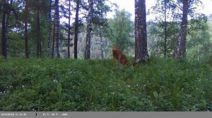 Красивый самец косули на солонце