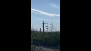 На Сахалине очевидец снял на видео лису, которая вскарабкалась за бурундуком на сухую ёлку