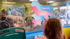 Miss Katy • Мисс Кейт - Котята Евы