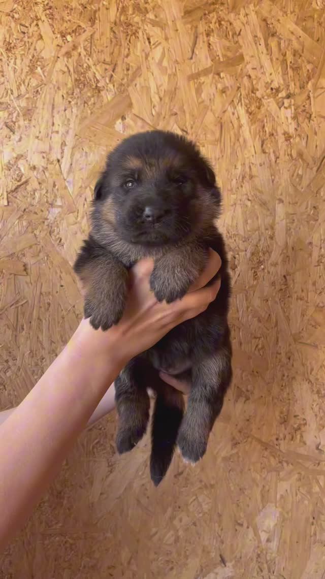 Щенки Немецкой овчарки