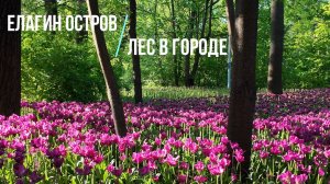 Где в Петербурге получить мощный заряд энергии ... Елагин остров, лес в черте города ...