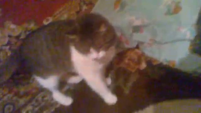 Кот-Angry Birds смотреть онлайн