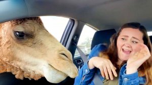 Самые СМЕШНЫЕ фэйлы интернета!