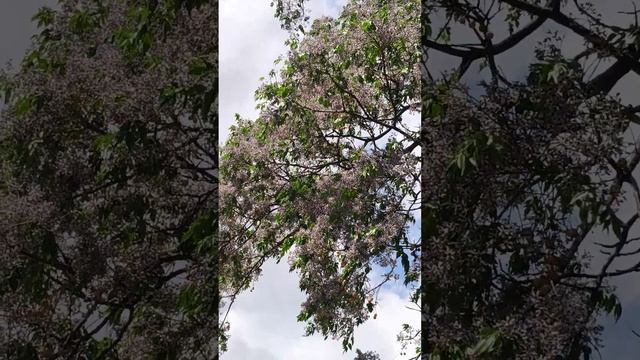 Никитский ботанический сад. Райский сад (Сад Парадиз) 5 июня 2025 (7)
