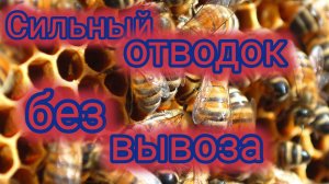 Сильный отводок без вывоза