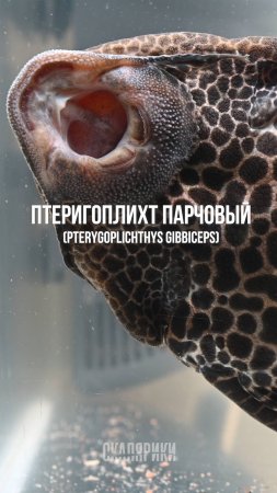 Парчовый сом в аквариуме
