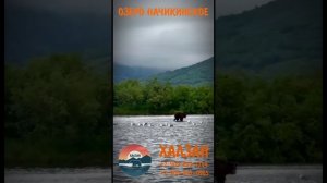 НАЧИКИНСКОЕ озеро. Найди своего медведя. Камчатка.