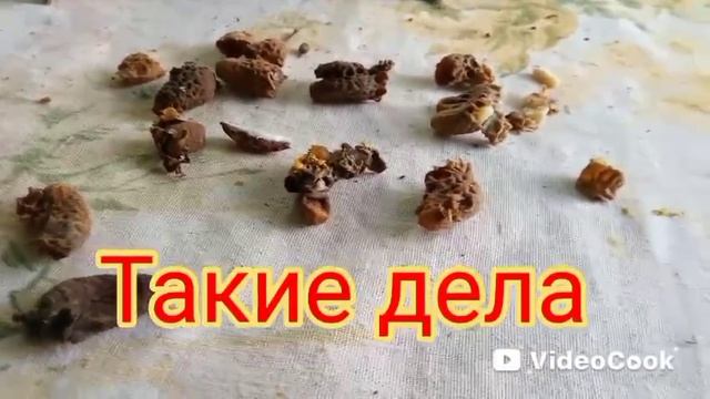 Удаляем пчеломаток