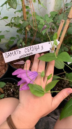 🌸 Клематис Память Сердца (3) 🌸
Clematis Pamiat Serdtsa (3)

В питомнике растений @посажуля