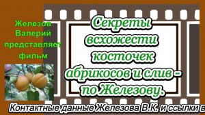 Секреты всхожести косточек абрикосов и слив - по Железову.