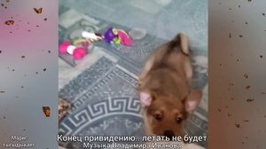 КОНЕЦ ПРИВИДЕНИЮ ... ЛЕТАТЬ НЕ БУДЕТ 🐶