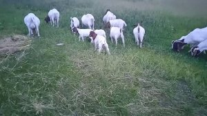 бурские козы в Татарстане