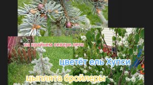 Сибирь/жара и пекло/цветёт ель Хупси/цыплята бройлеры