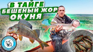 РАЗДАЧА ОКУНЯ КАК ИЗ ПУЛЕМЁТА/БЛЕСНА НЕ УСПЕВАЕТ ПАДАТЬ/ГДЕ-ТО В ЯКУТИИ/