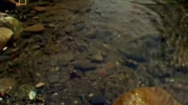 National Geographic - Заставка канала #01 смотреть онлайн